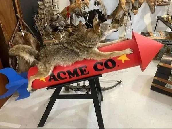 A taxidermied coyote is mounted on a large red rocket with blue fins, which has the text 'ACME CO.' printed on its side. The…