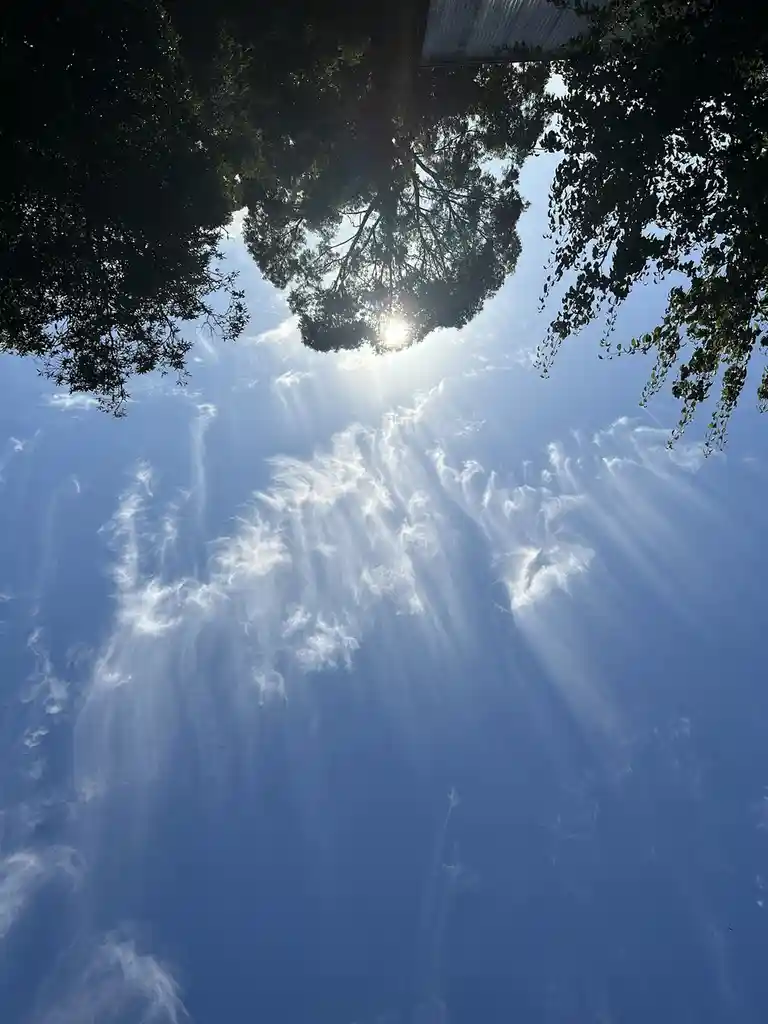 A low-angle photo looking up through tree branches at a bright blue sky with wispy clouds and sunbeams radiating downward…