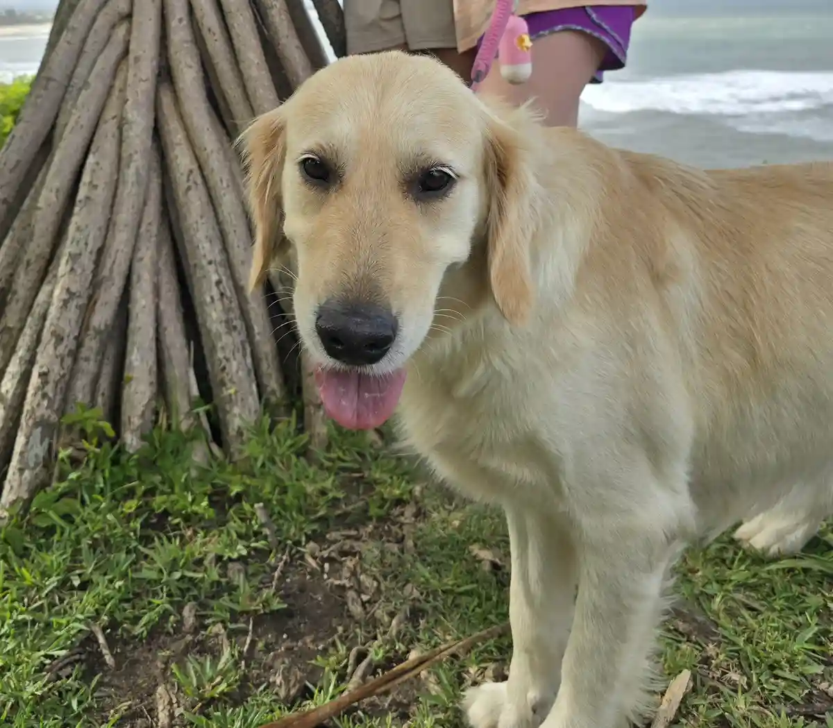 A golden retriever with its tongue out stands on grass near a tree trunk, looking directly at the camera with a tired…