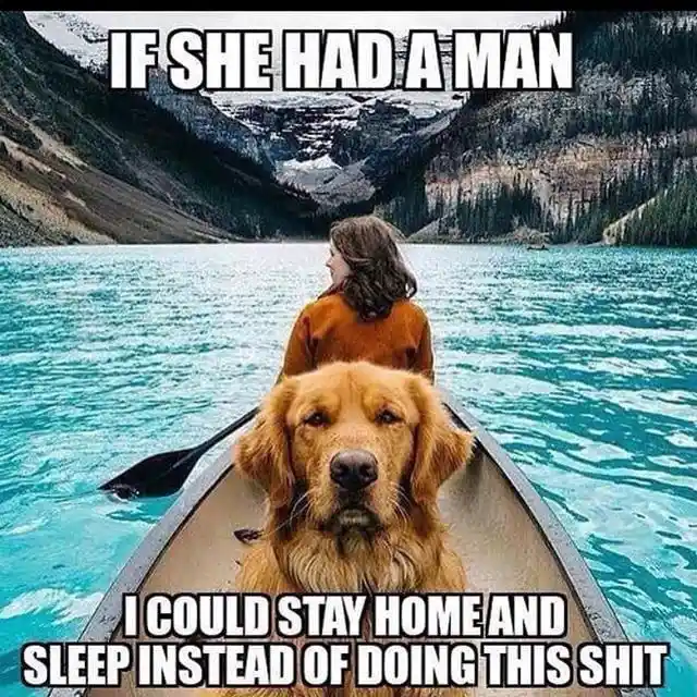 Adorable Doggo Shenanigans That Will Make You Smile