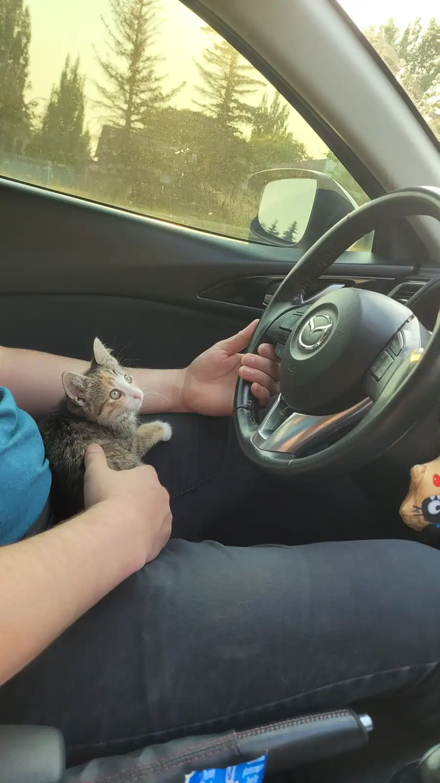 A person is sitting in the driver's seat of a Mazda car, holding the steering wheel with one hand and a small calico kitten…