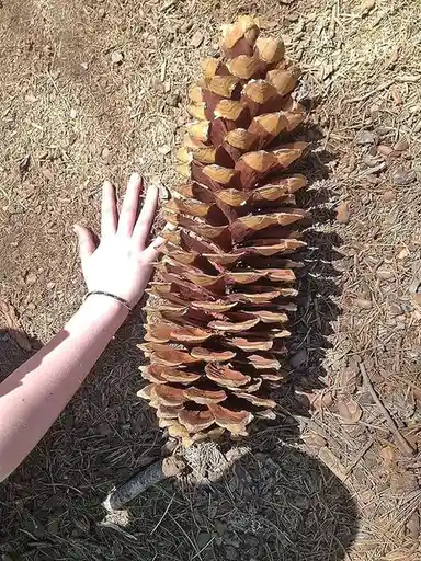 a person's left hand is placed beside an enormous pinecone lying on dry, pine-needle-covered ground, emphasizing its massive…