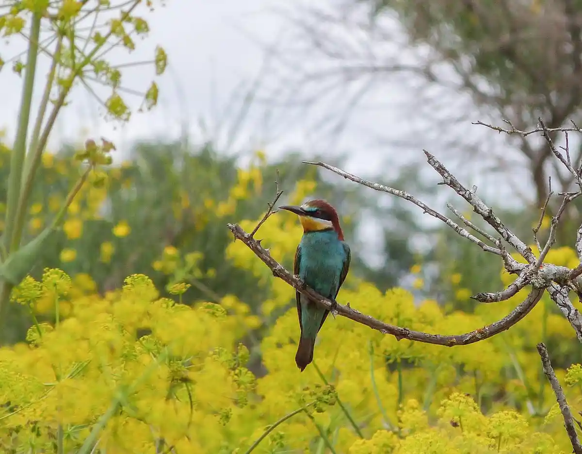 A colorful bird with a blue-green body, reddish-brown head, and yellow throat perches on a bare branch against a backdrop of…