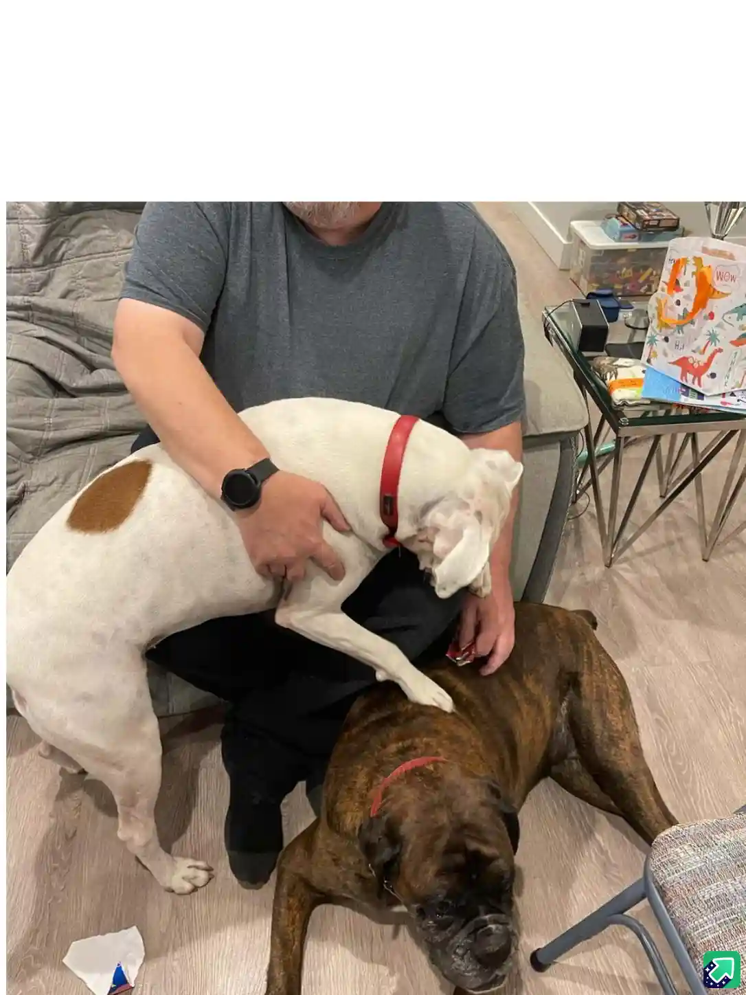 A man sits on a couch with two boxer dogs; one white dog with a brown spot is perched on his lap and leaning over the other…