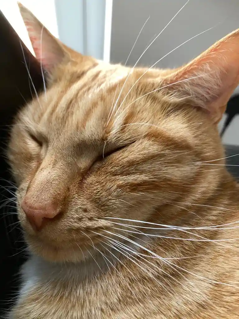 A close-up photo of a ginger tabby cat with its eyes peacefully closed, appearing deeply relaxed or asleep, with long white…