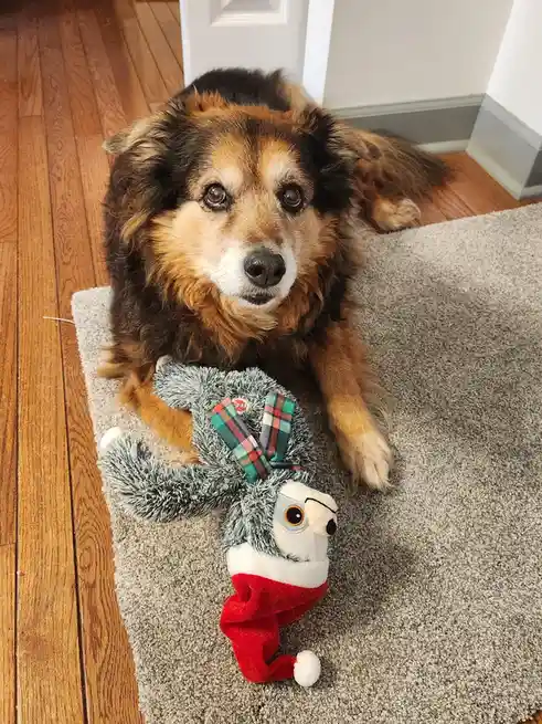 A fluffy brown and black dog with a sad, pleading expression lies on a beige rug next to a plush toy shaped like a sloth…