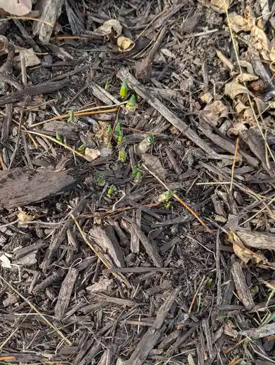 A close-up photo shows numerous small green plant sprouts pushing through dark brown wood chip mulch, surrounded by dried…