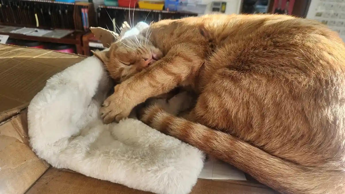 A ginger cat is curled up and sleeping soundly on a white fluffy blanket inside a cardboard box, with one paw over its face…