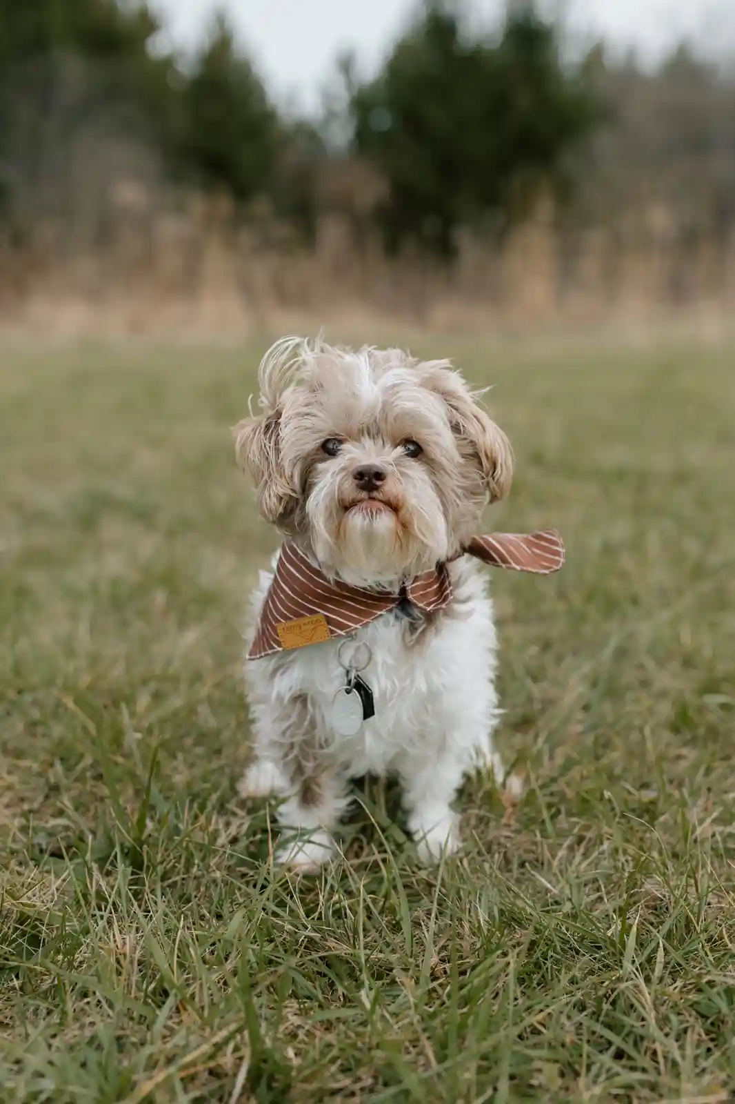 A small, fluffy, light-brown and white dog with a serious expression stands in a grassy field, wearing a brown and white…