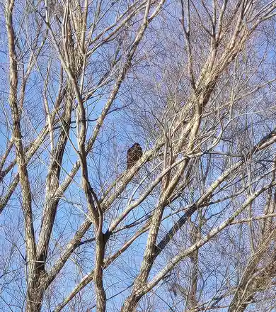 A dark-feathered bird perches on a bare tree branch against a clear blue sky, with intricate branches forming a web-like…