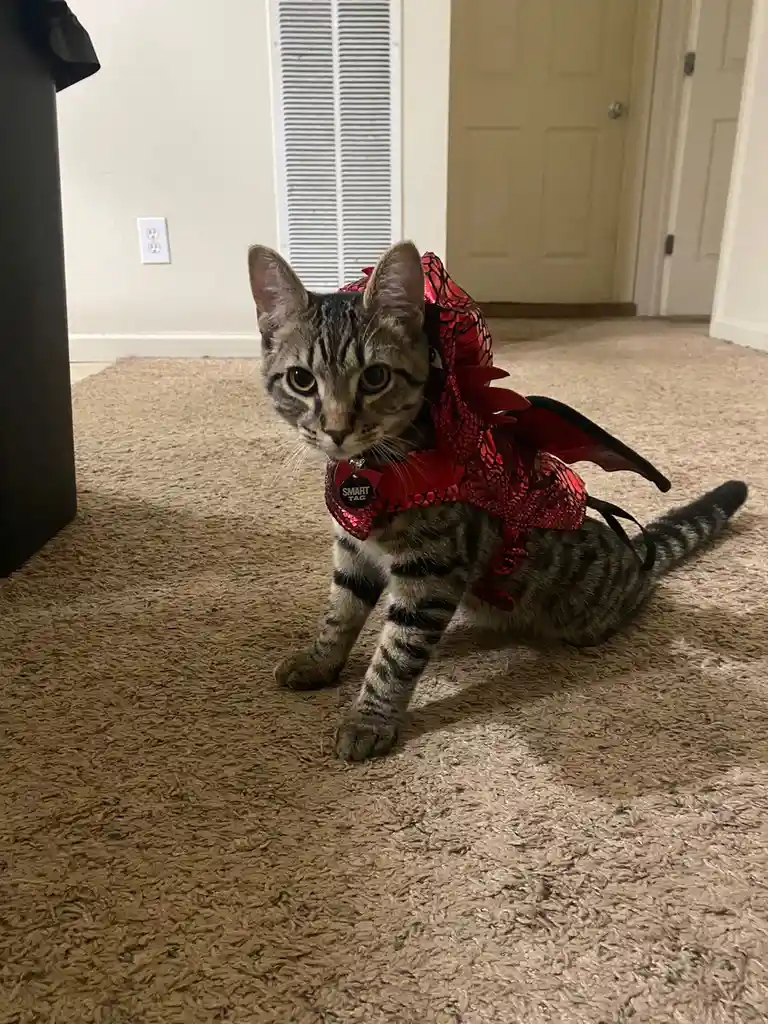 A tabby cat sits on a beige carpet indoors, wearing a shiny red dragon costume with black wings and a matching collar that…
