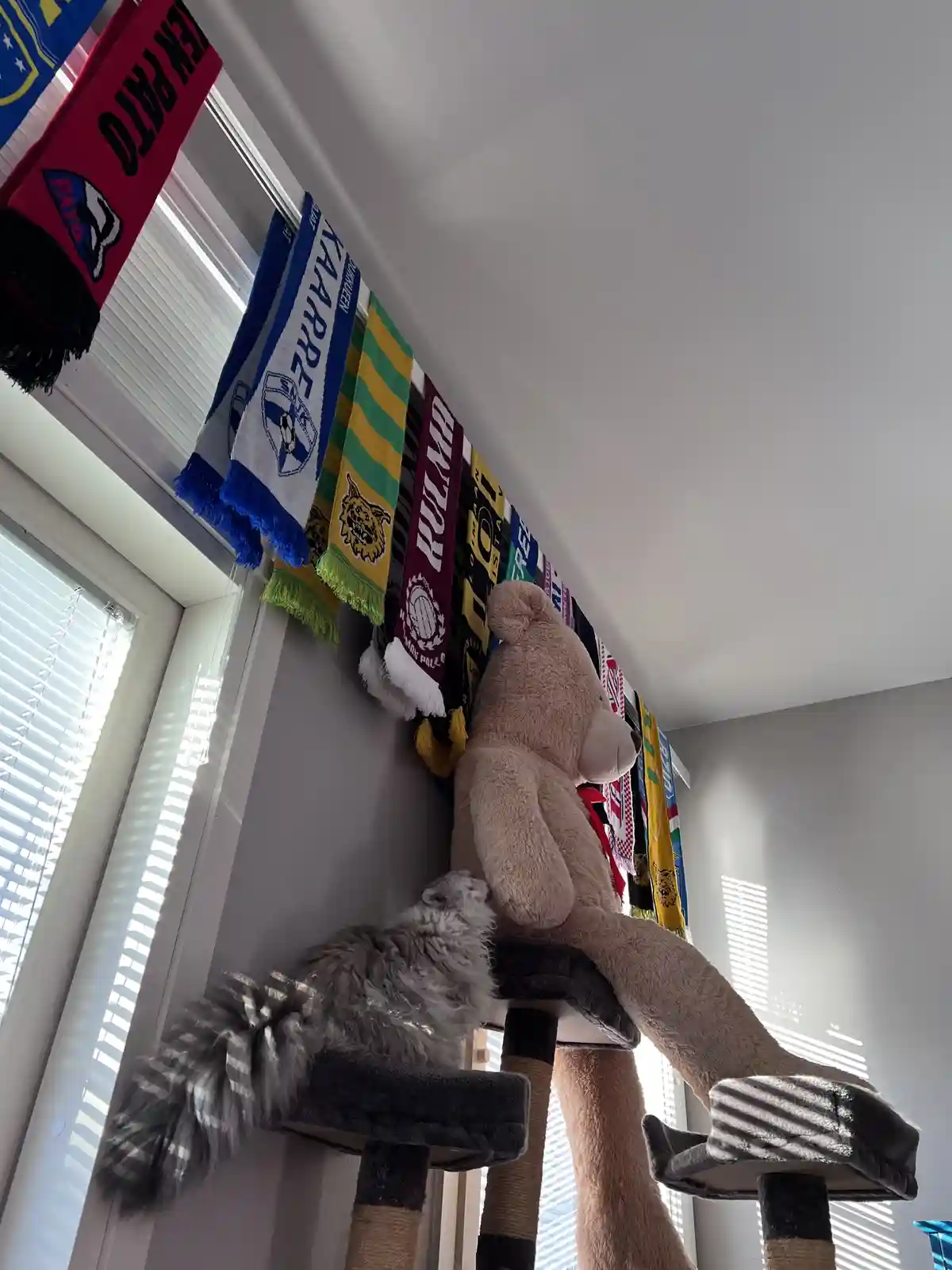 A fluffy grey cat sits on a cat tree, looking up at a giant stuffed teddy bear that is also perched on the tree. Behind…