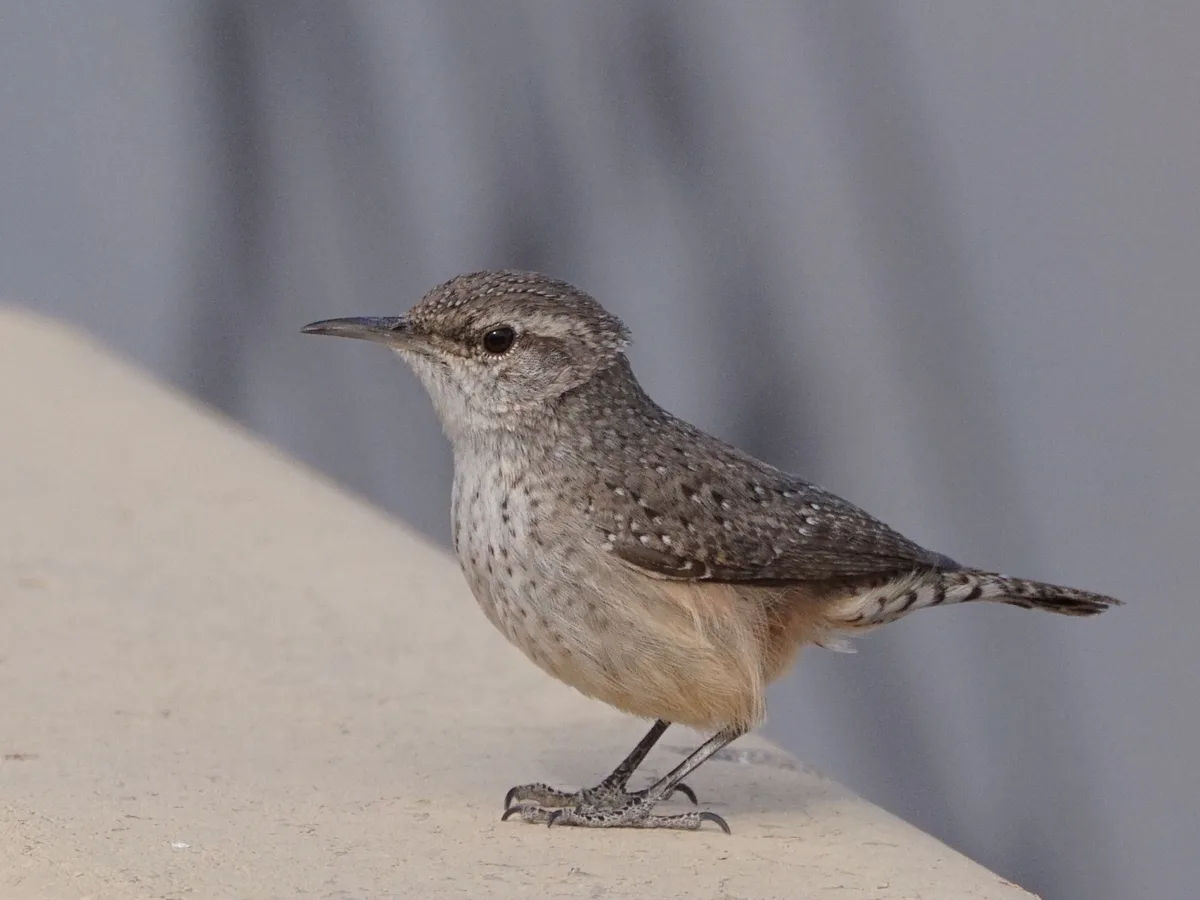 A small, speckled brown bird with a stout body and sharp beak stands on a light-colored surface, looking alert. The image…