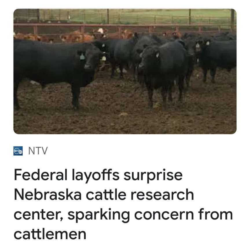 A photo shows a herd of black cattle standing in a muddy pen with a fence in the background. Overlaid text reads 'Federal…
