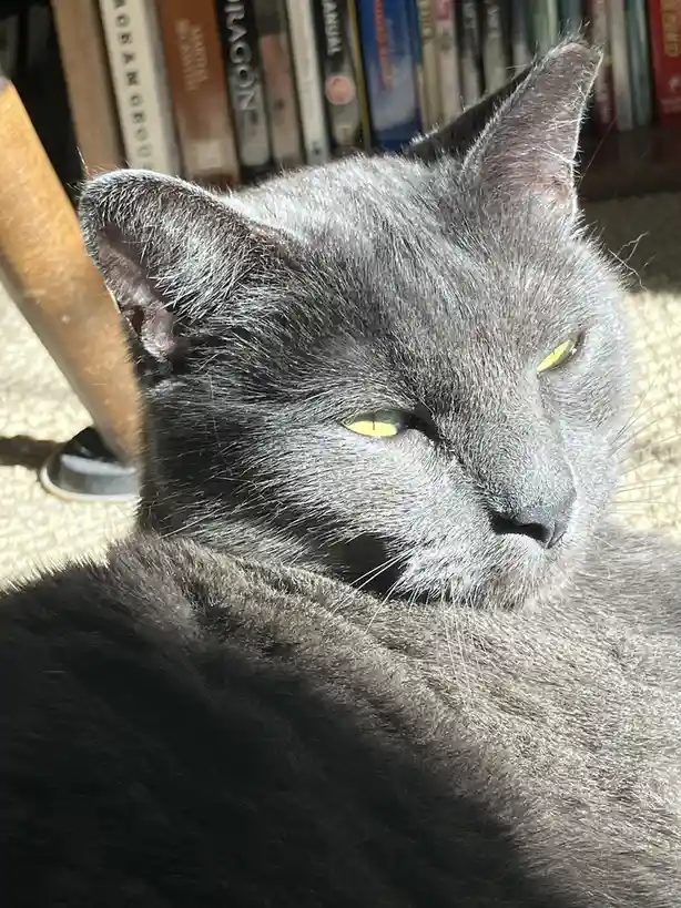 A close-up of a gray cat with yellow eyes looking relaxed and slightly annoyed, basking in sunlight while sitting on a…