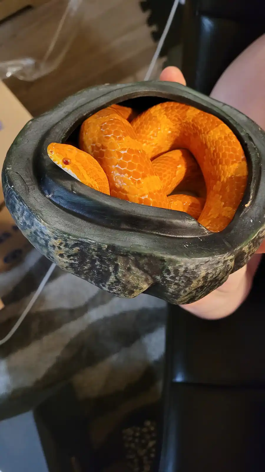 A person holds a dark, weathered ceramic pot containing a bright orange snake coiled inside. The snake's head is visible…
