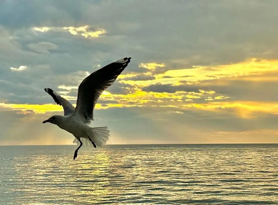 A seagull is captured mid-flight over a calm ocean at sunset, with golden light reflecting off the water and clouds. The…