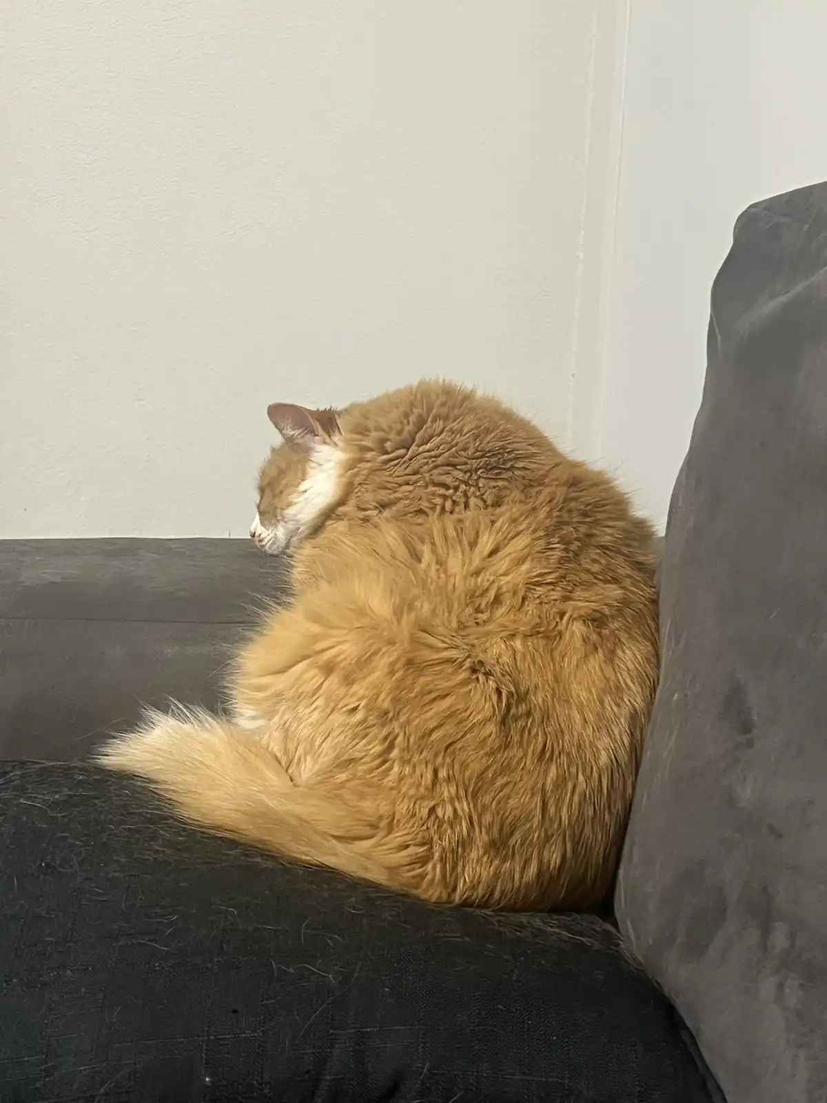 Meet my cat, the adorable nugget, as I navigate through tough times after my uncle's passing just 24 hours ago.