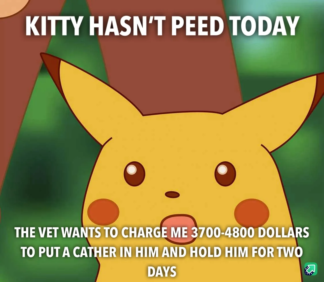 The image features Pikachu with a shocked expression, overlaid with text stating 'KITTY HASN'T PEED TODAY' and 'THE VET…