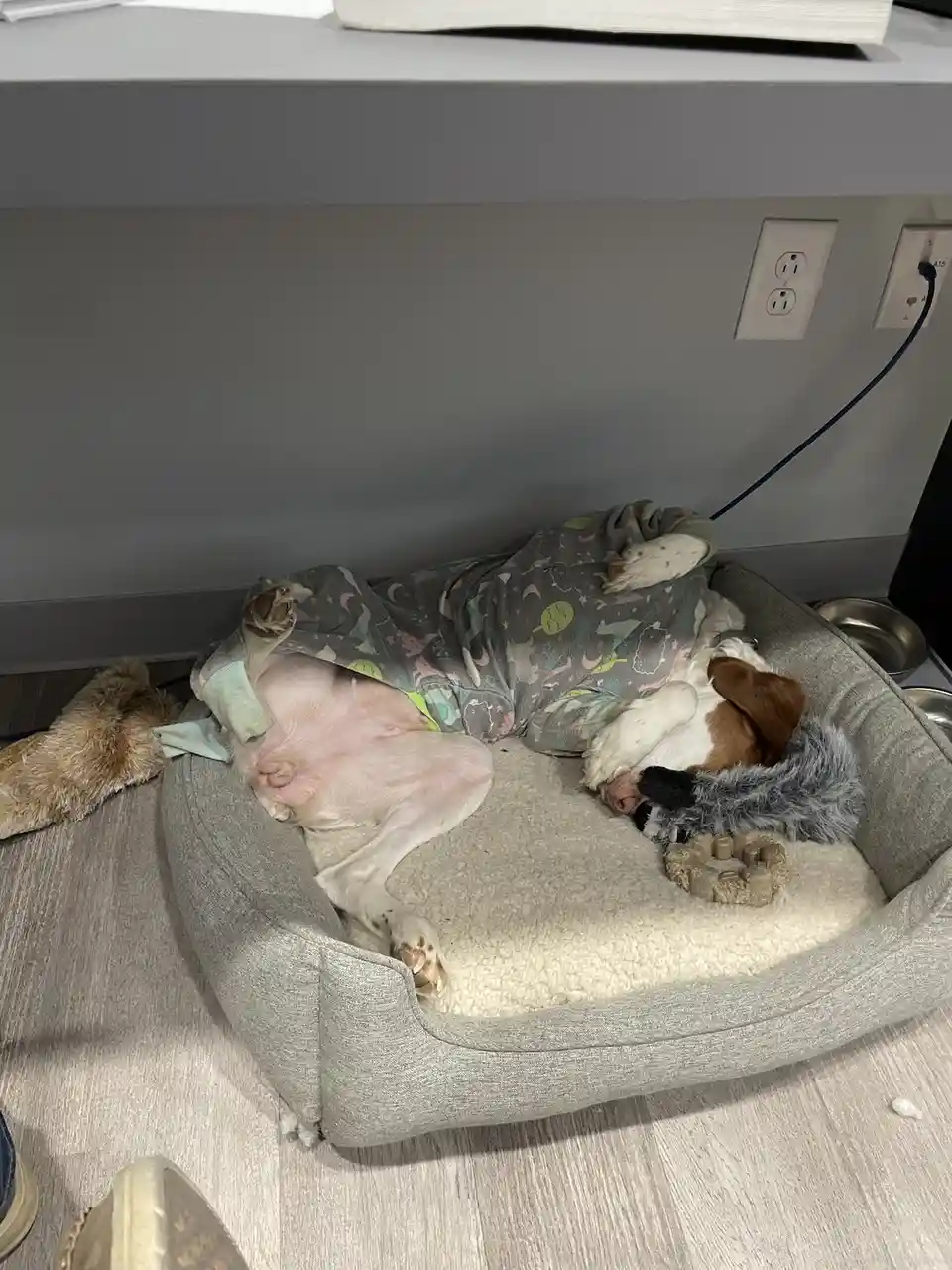 A dog is sleeping on its back in a grey pet bed, wearing a grey pajama with a space-themed pattern, with its belly exposed…