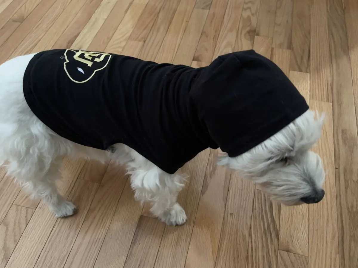 A small white fluffy dog wearing a black hoodie with a gold logo on the back stands on a wooden floor, looking down. The…