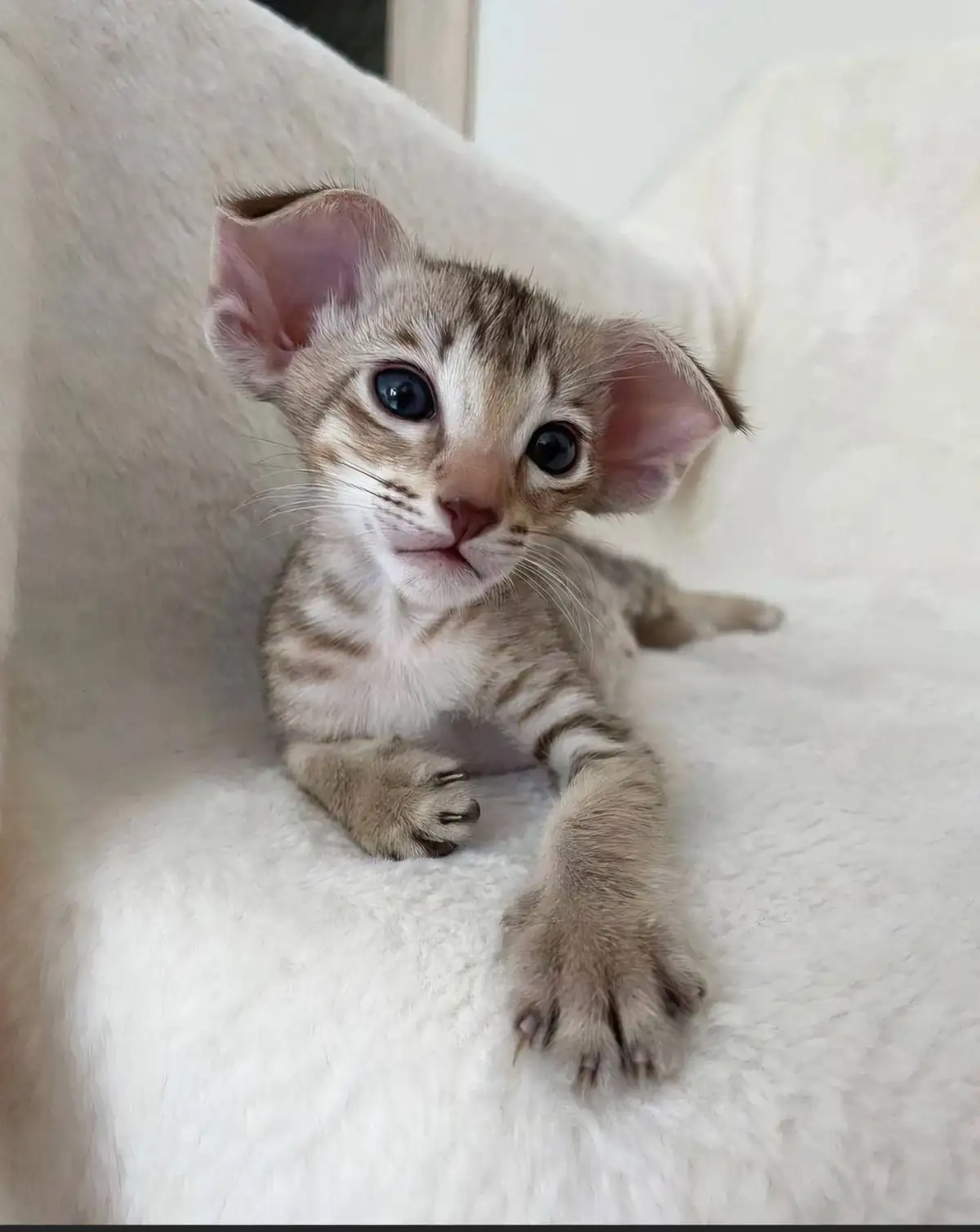 Meet Adam Driver's adorable Spirit Kitty!