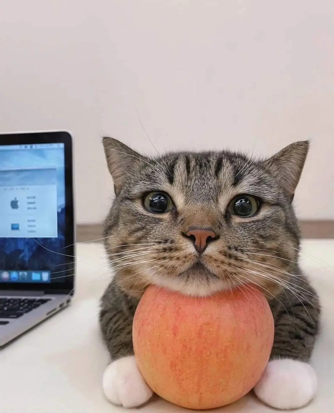 A tabby cat with wide, startled eyes sits on a white surface holding a peach in its paws, with a laptop displaying an Apple…