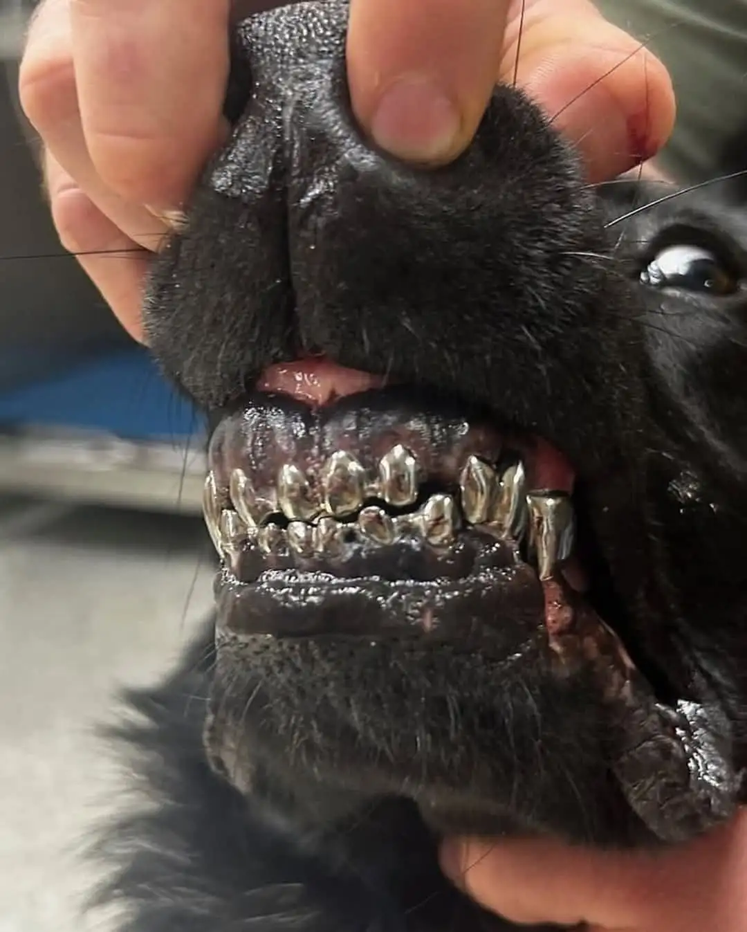 A close-up photo shows a black dog with its mouth held open by a person's hand, revealing teeth that have been capped with…