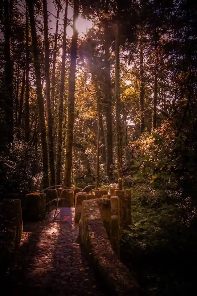 Nature's Beauty: The Trees