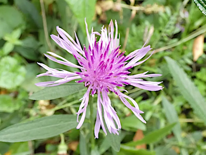 A close-up photograph of a purple flower with long, thin, spiky petals and a dense center, surrounded by green foliage. The…