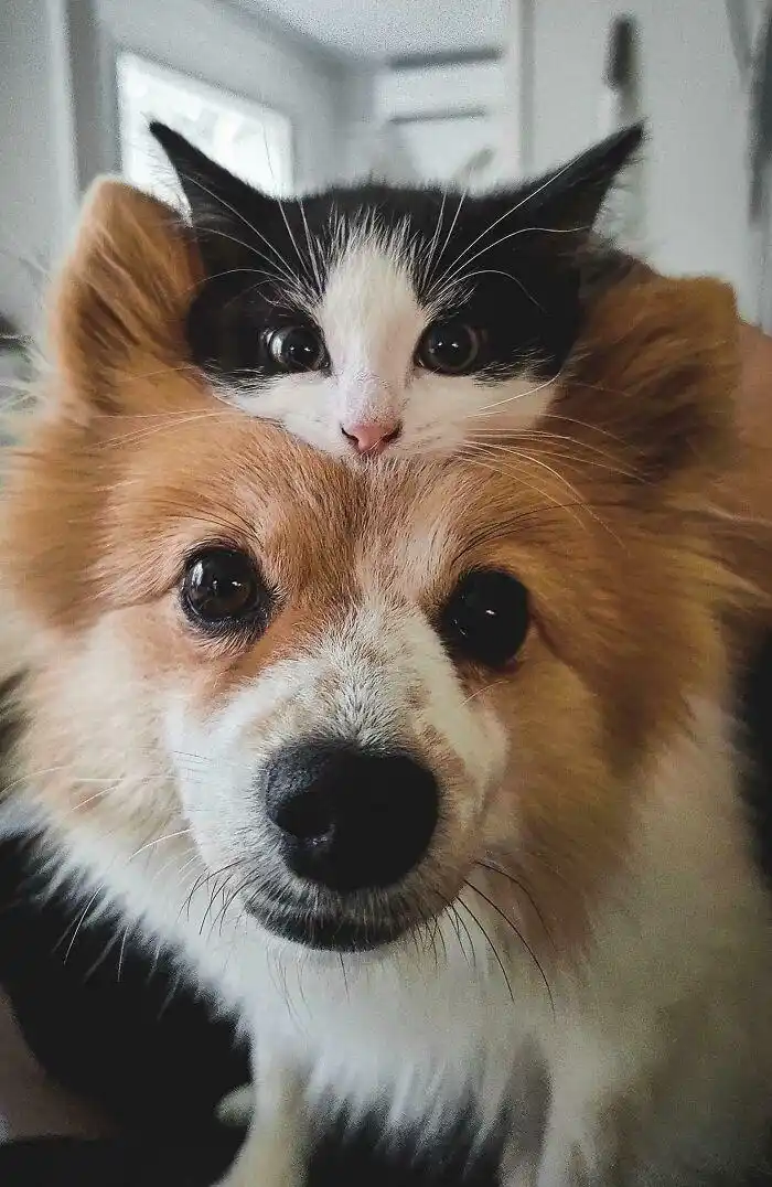 A close-up photo shows a fluffy tan and white dog looking directly at the camera, with a small black and white kitten…