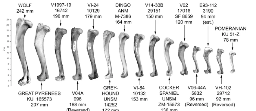 A scientific diagram displays a row of dog and wolf femur bones arranged by size, labeled with species names (e.g., Wolf…