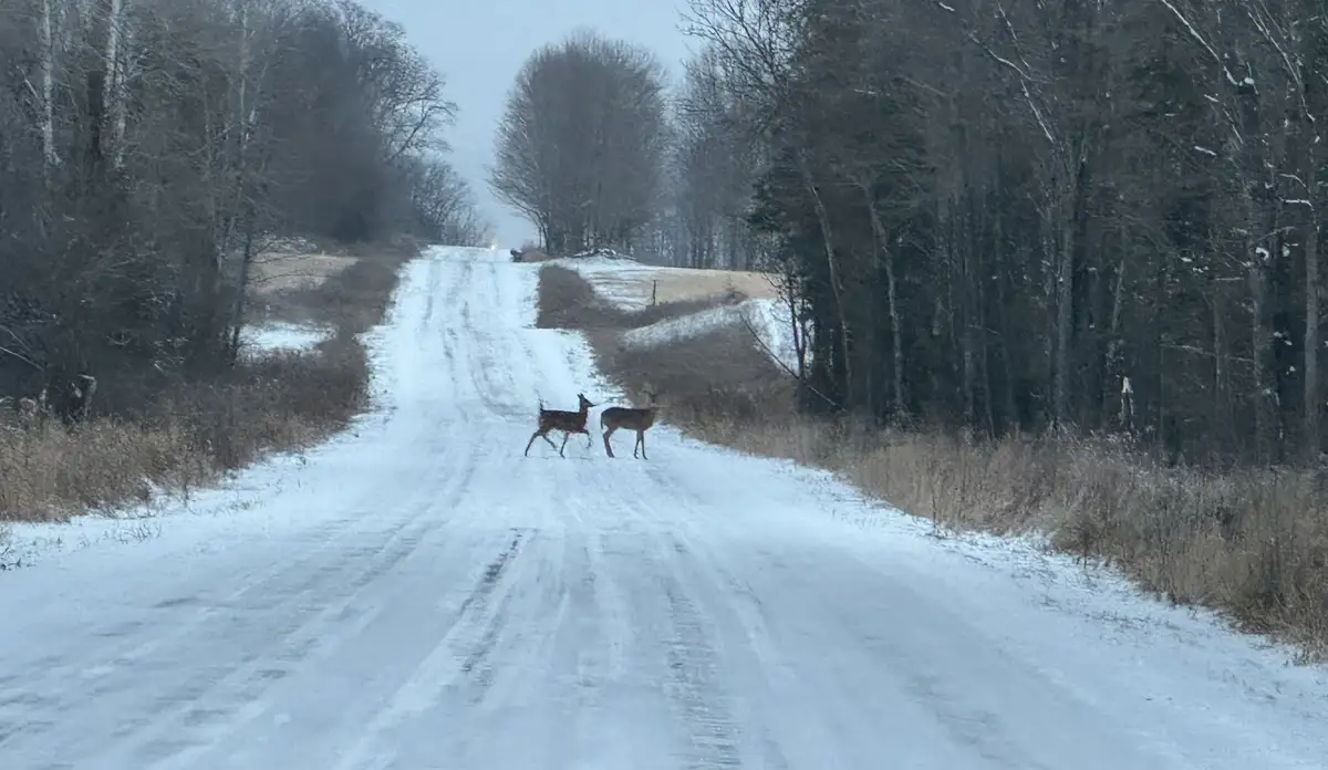 Caught a glimpse of a deer this morning.