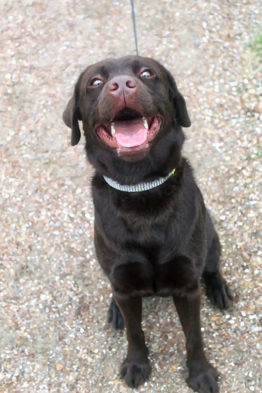 A chocolate Labrador Retriever sits on gravel, looking up with wide, pleading eyes and an open mouth showing its tongue and…