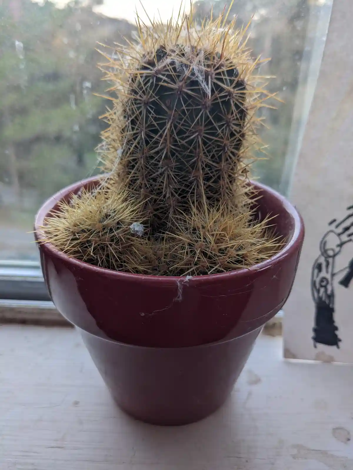 A close-up photo shows a spiky, golden-hued cactus in a maroon pot sitting on a windowsill. The cactus is covered in fine…
