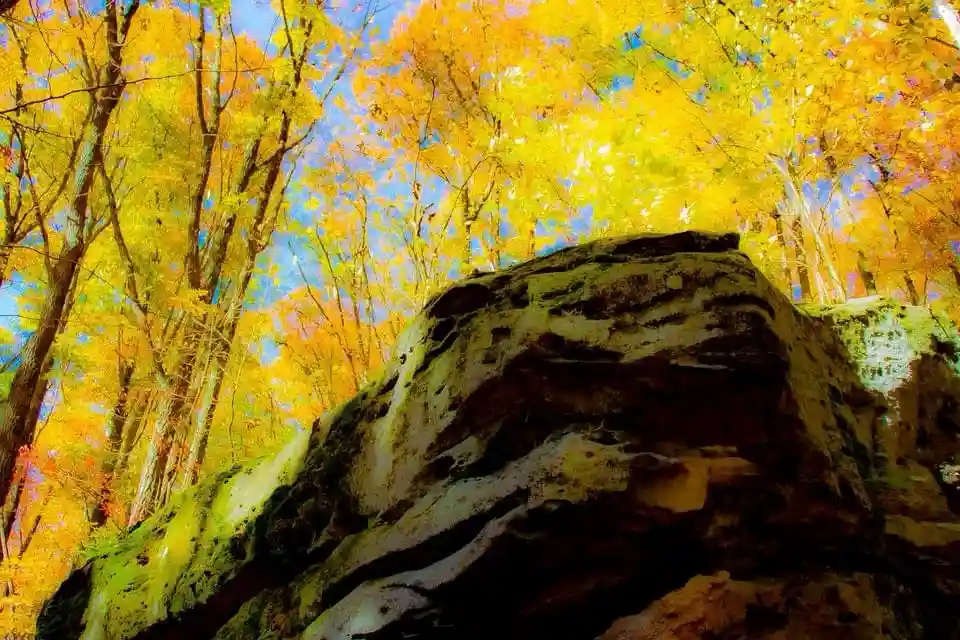 A low-angle photo shows a large mossy rock in the foreground with vibrant yellow and orange autumn trees and a blue sky…