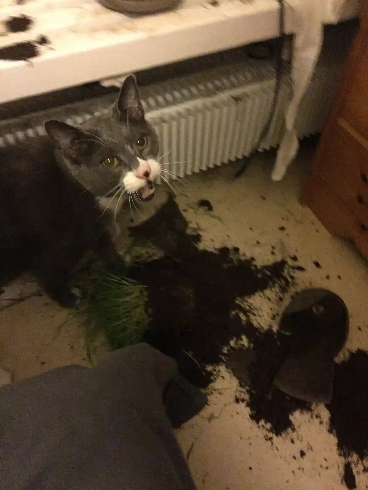 A gray and white cat with a pink nose sits on a carpet next to a pile of dirt and green grass, looking up with an innocent…