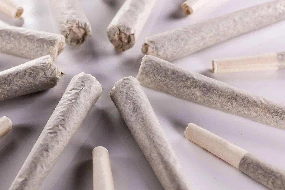 A close-up photo shows numerous handmade cannabis joints scattered across a light surface, some with visible filter tips…