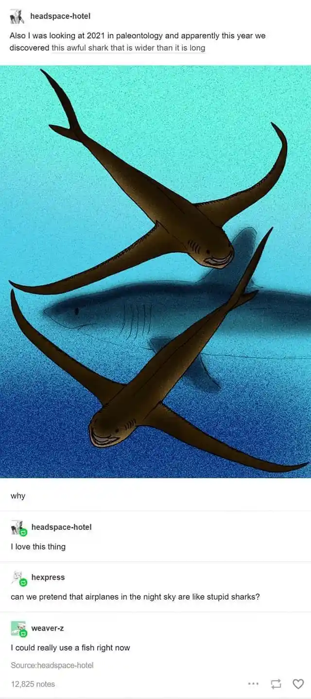 The image shows two illustrations of a prehistoric shark with extremely wide, wing-like pectoral fins, appearing wider than…