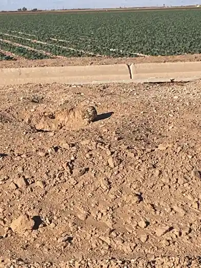 A small animal, likely a rodent, is partially buried in dry, cracked earth with only its head and shoulders visible. Behind…