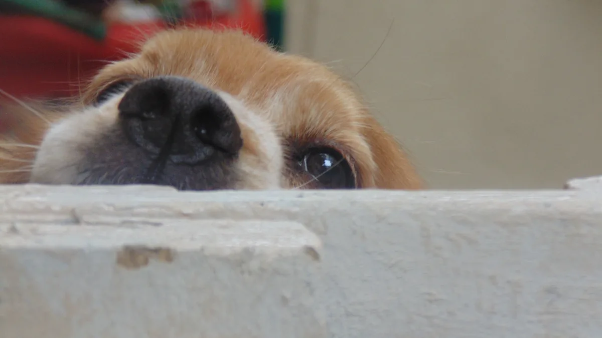A close-up photo shows a light brown and white dog peeking over a textured white ledge, its large, soulful dark eyes and…