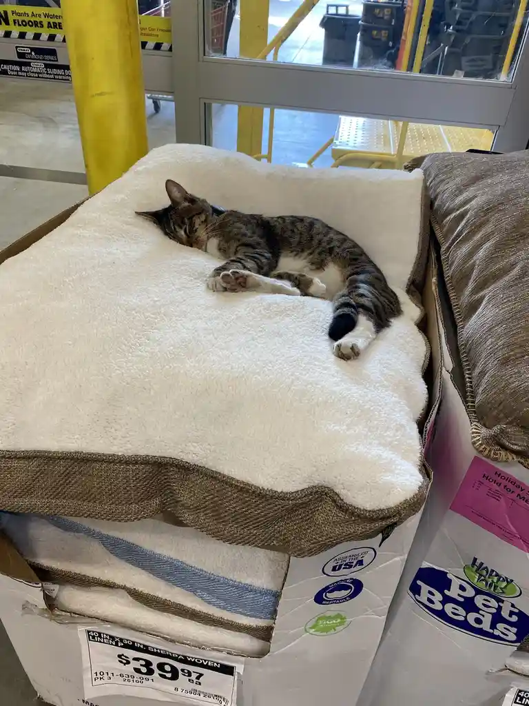 A tabby cat is sleeping peacefully on top of an open box containing a white and brown pet bed, which is labeled as $39.97…