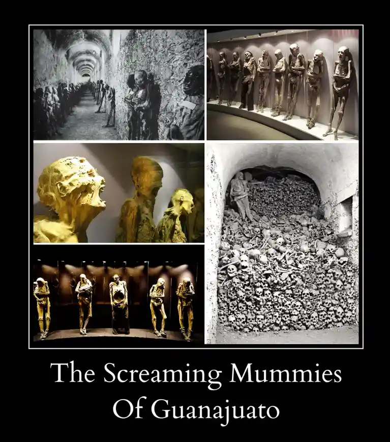 A collage of five images showing preserved mummies in various poses, some with open mouths as if screaming, displayed in…