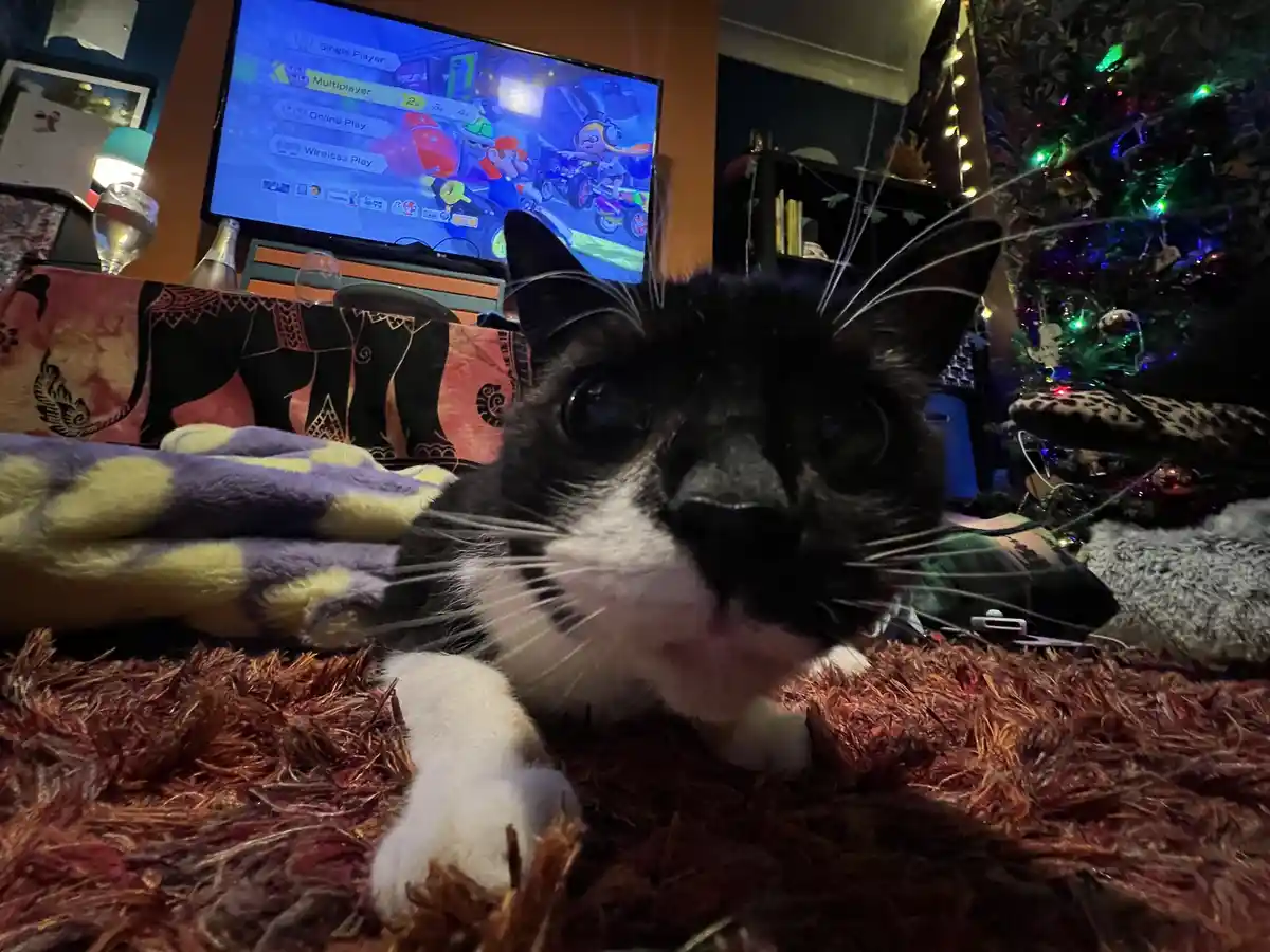 A black and white cat with wide, intense eyes stares directly at the camera from a fluffy rug, positioned in front of a TV…