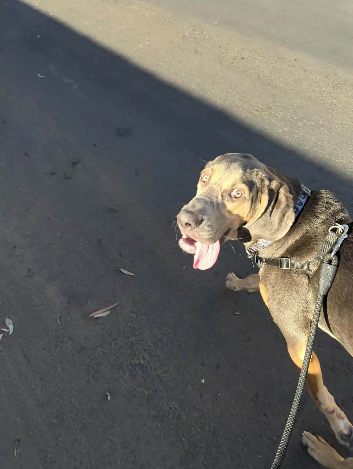 A brown and tan dog with a harness and leash stands on asphalt, looking up with its tongue out. The overlaid text reads 'i'm…