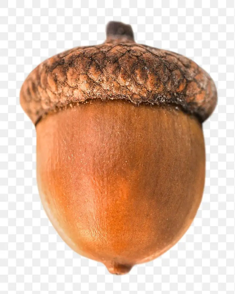 The Mighty Acorn: Nature's Treasure