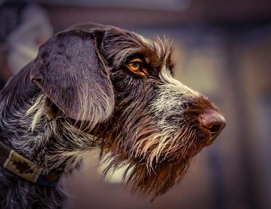 A close-up profile shot of a shaggy, dark brown and white dog with a serious, intense gaze, wearing a patterned collar. The…