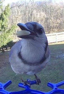 The Hungry Jay: A Feathered Friend with an Appetite