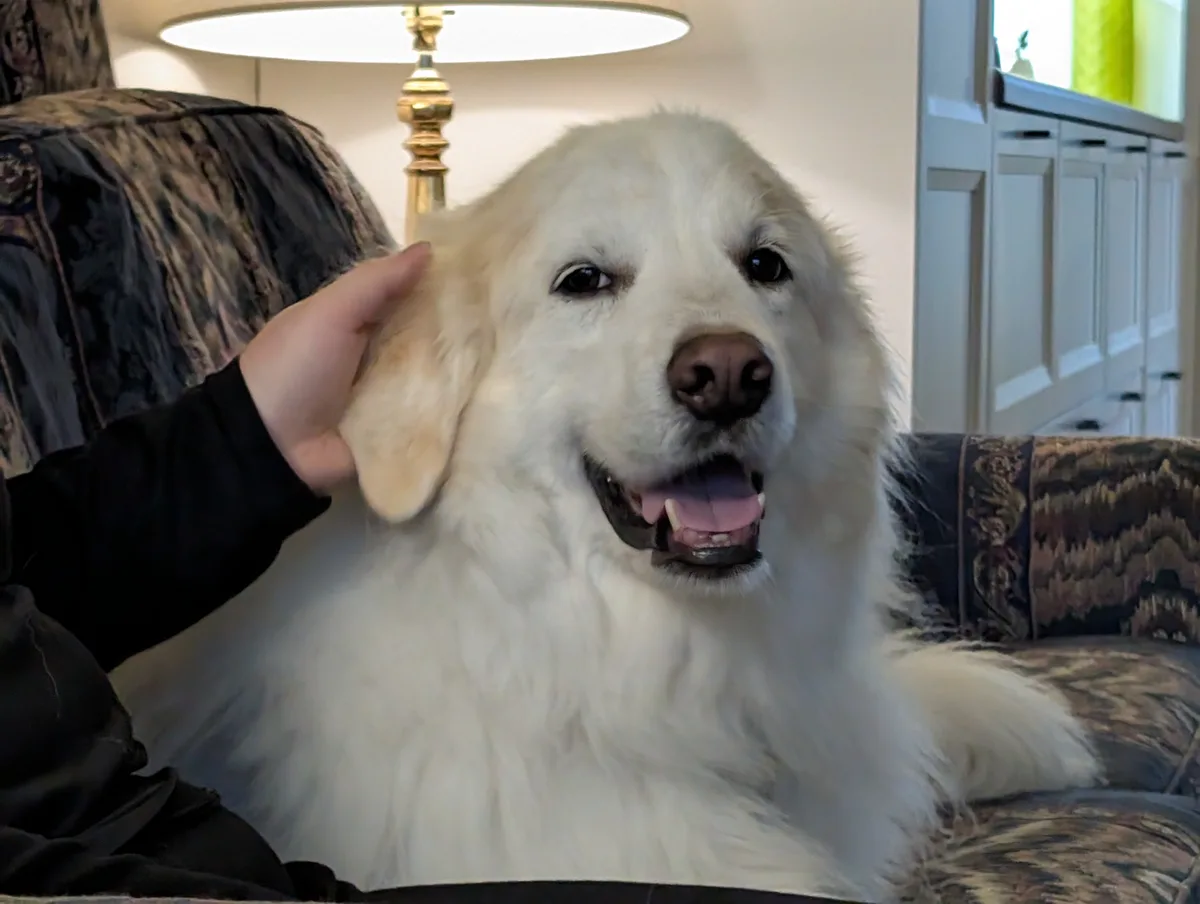 A fluffy white dog with a happy expression sits on a patterned couch while a person's hand pets its ear. The dog has its…