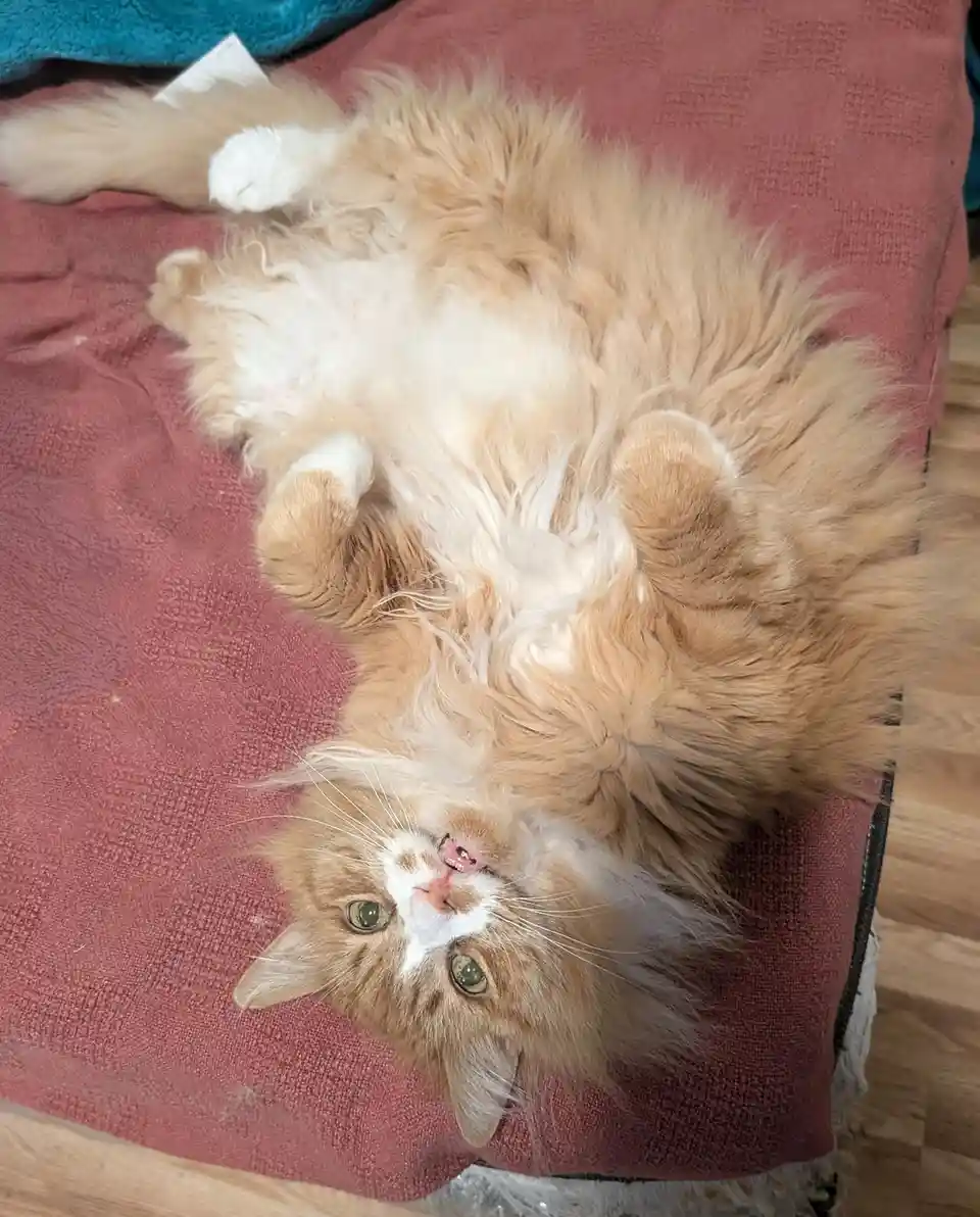 Floofybutts Sends Warm Christmas Wishes to All!